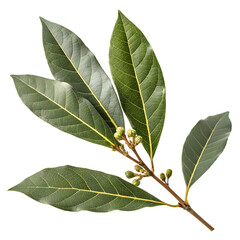 Ultra-Realistic Laurus Nobilis Leaf Isolated on White Background, 8K Detail