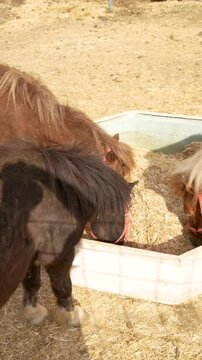 On the farm Shetland pony