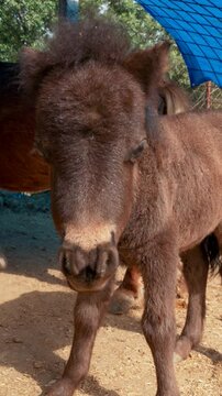 On the farm black little Shetland pony