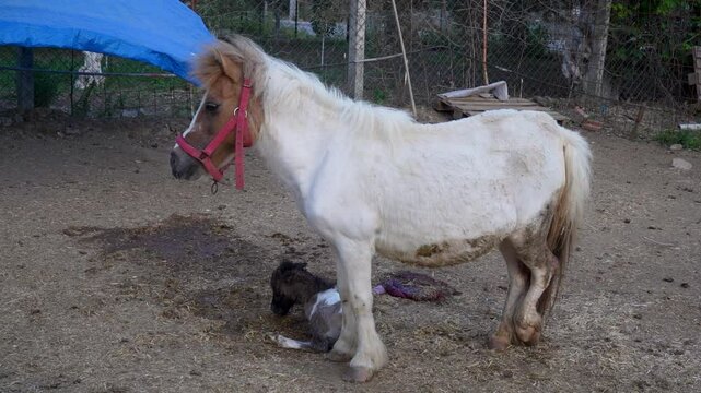 newborn baby shetland pony horse
