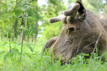 Fototapeta premium Portrait of a moose close-up. The moose is resting lying in the grass against the background of the forest. Wildlife. Portrait of a large wild adult moose. Herbivore. Nature