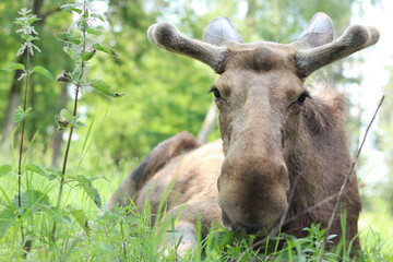 Portrait of a moose close-up. The moose is resting lying in the grass against the background of the forest. Wildlife. Portrait of a large wild adult moose. Herbivore. Nature