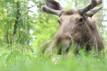 Portrait of a moose close-up. The moose is resting lying in the grass against the background of the forest. Wildlife. Portrait of a large wild adult moose. Herbivore. Nature