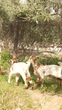 baby goats son the farm