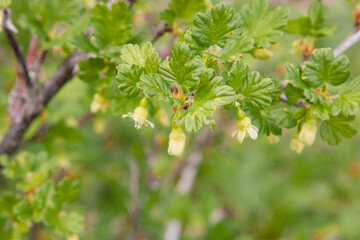 Gooseberry. Gooseberry twigs with young green leaves, thorns and small fruits that have started after flowering. Gooseberry berries. Orchard. Delicate natural background of green shades