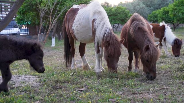 Shetland ponies eat grass from the ground on the farm
