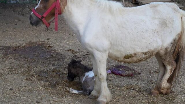 newborn baby shetland pony horse
