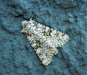 A black and white patterned moth resting on a textured surface. The moth's wings feature a complex mosaic-like pattern of deep white and various shades of black and gray providing excellent camouflage