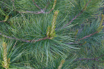 Obraz premium Branches of cedar with needles. Long green needles of the tree grow on young thin brown branches. Cedar needles are long, flat and curved. The natural texture of cedar and the shape of the twigs