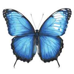 Obraz premium design786_Blue_Morpho_Butterfly_white_background_clip_art_style_42d185cd-abcf-4fd0-8d4c-dc758d1bcd21_traced