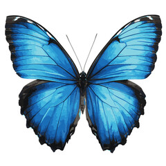 design786_Beautiful_blue_butterfly_with_wings_spread_isolated_o_a1b857e8-6ecc-4e06-92fd-e2f6373b8e18_traced