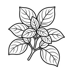 Line Art Illustration of a Sprig of Basil Leaves