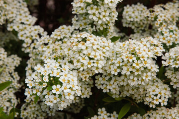 Small white flowers. Close-up of garden flowers Spiraea flower on the branches with green leaves....