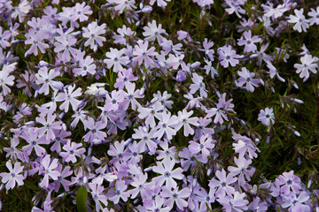 Obraz premium Small flowers. Phlox (creeping phlox, moss phlox, moss pink, or mountain phlox) flowers background. Many small flowers for background, top view Bright floral carpet covering the ground, spring flowers