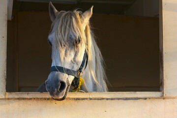 White horse looking out of stable window.
