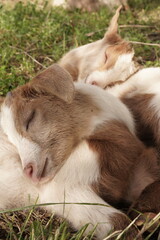 baby goats sleeping on the farm