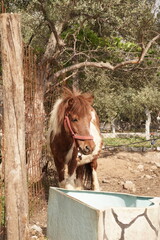 On the farm Shetland pony