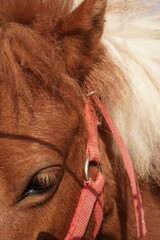 On the farm Shetland pony