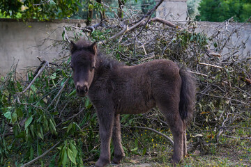 on the farm baby shetland pony