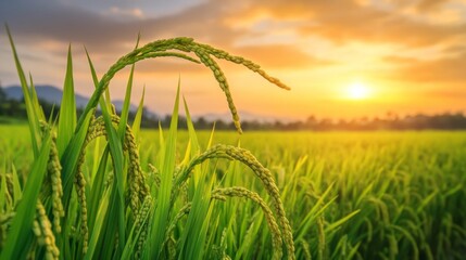 Sunlit rice paddy field with vibrant green stalks swaying in the wind, showcasing the beauty of rice cultivation at sunset
