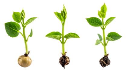 realistic young green seedlings sprouting from seeds with visible roots and soil clumps, showing early plant growth and germination process on isolated background
