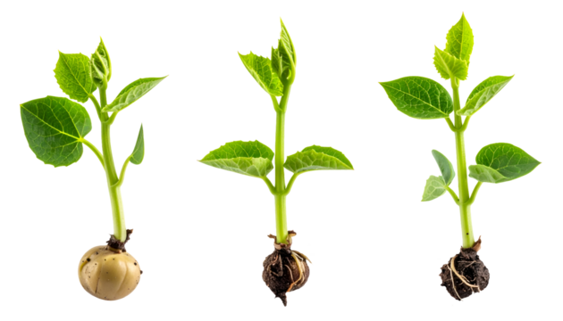 realistic young green seedlings sprouting from seeds with visible roots and soil clumps, showing early plant growth and germination process on isolated background
