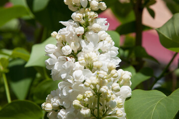 Graceful branches of white lilac in full bloom are illuminated by the sun rays and shine. Spring background art with white lilac flowers. Beautiful blooming spring background. Copy space.