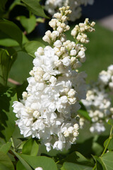 Graceful branches of white lilac in full bloom are illuminated by the sun rays and shine. Spring background art with white lilac flowers. Beautiful blooming spring background. Copy space.
