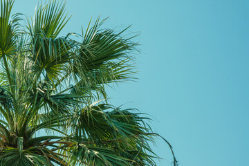 Close-up view of a tropical palm tree with lush green fronds stretching into a bright blue sky. The clear sky offers ample copy space, ideal for design or advertising use.