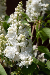 Graceful branches of white lilac in full bloom are illuminated by the sun rays and shine. Spring background art with white lilac flowers. Beautiful blooming spring background. Copy space.