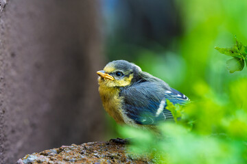 A charming and adorable baby bird,Cyanistes caeruleus, is nestled among the lush greenery, thriving...