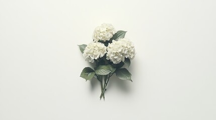 Elegant White Hydrangea Floral Arrangement on Minimalist Background