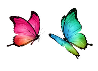 Obraz premium butterflies isolated on transparent background