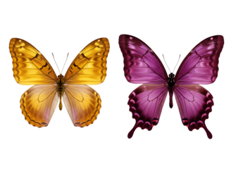 butterflies isolated on transparent background