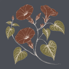 Botanical illustration of flowering plants with brown blooms and green leaves, showcasing intricate details and natural beauty