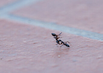 A close up of two black ants fighting