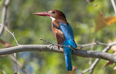 kingfisher on the branch