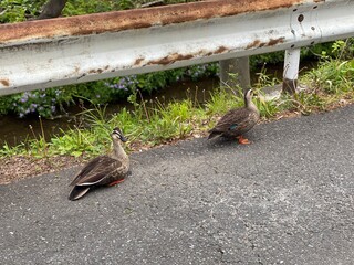 ducks on the road