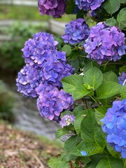 purple lilac flowers