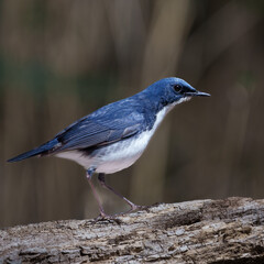 Male Siberian blue robin perching on the tree branch