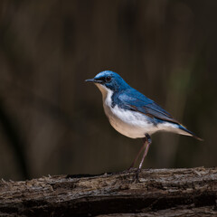 Male Siberian blue robin perching on the tree branch