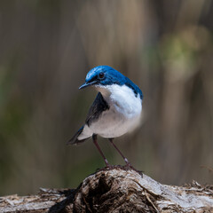 Male Siberian blue robin perching on the tree branch