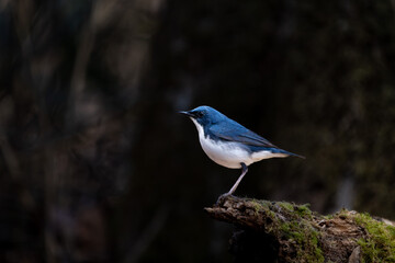 Male Siberian blue robin perching on the tree branch