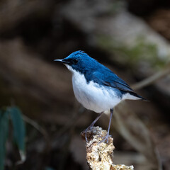 Male Siberian blue robin perching on the tree branch