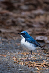 Male Siberian blue robin perching on the ground