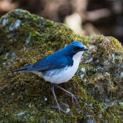 Male Siberian blue robin perching on the moss-covered rock
