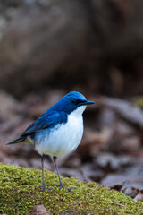 Male Siberian blue robin perching on the moss-covered rock
