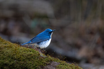 Male Siberian blue robin perching on the moss-covered rock