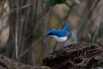Male Siberian blue robin perching on the tree branch