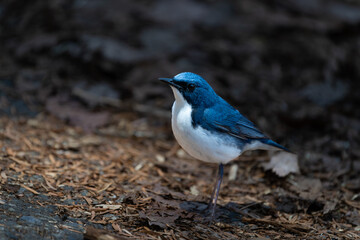Male Siberian blue robin perching on the ground